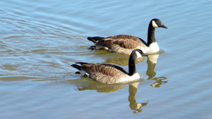 Geese